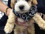 Sevimlilikte Sınır Tanımayan Maltipoo Yavruları