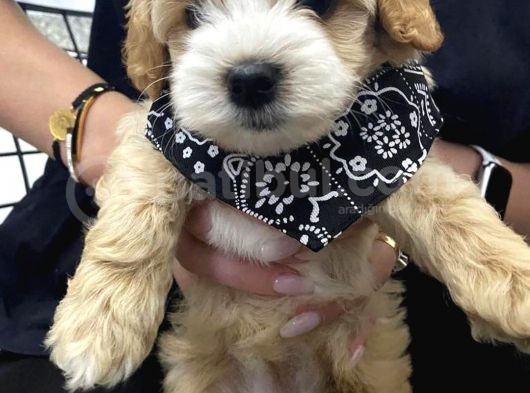 Sevimlilikte Sınır Tanımayan Maltipoo Yavruları görsel
