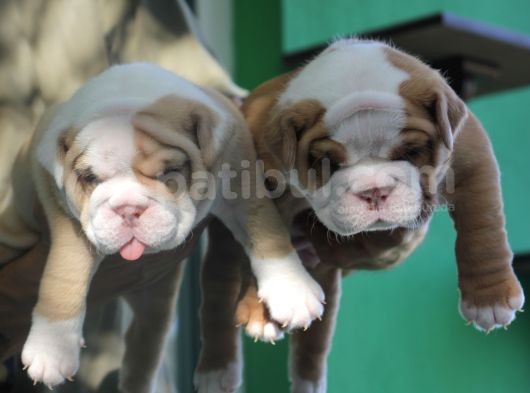 Şi̇ri̇n Engli̇sh  Buldog Yavrular görsel