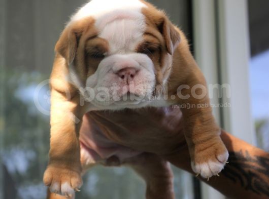 Şi̇ri̇n Engli̇sh  Buldog Yavrular görsel