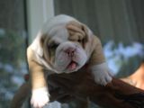 ŞİRİN ENGLİSH  BULDOG YAVRULAR