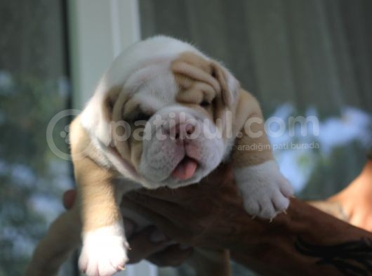 Şi̇ri̇n Engli̇sh  Buldog Yavrular