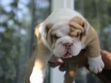Şi̇ri̇n Engli̇sh  Buldog Yavrular