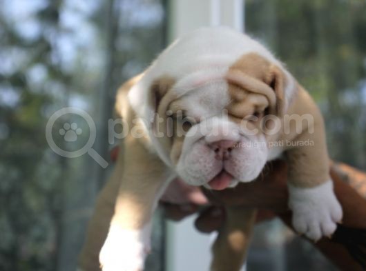 Şi̇ri̇n Engli̇sh  Buldog Yavrular görsel