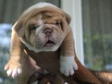 Şi̇ri̇n Engli̇sh  Buldog Yavrular