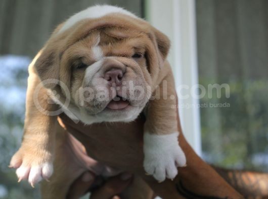 Şi̇ri̇n Engli̇sh  Buldog Yavrular görsel