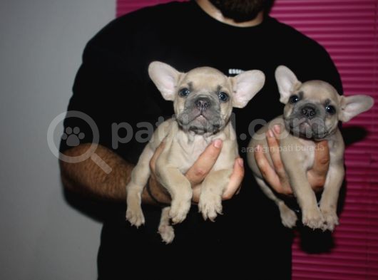French Buldog Yavrular görsel