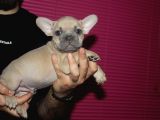 French Buldog Yavrular