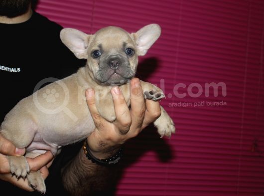 French Buldog Yavrular görsel