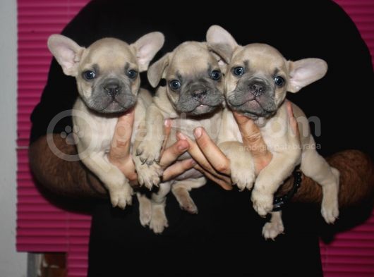 French Buldog Yavrular