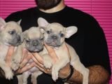 French Buldog Yavrular