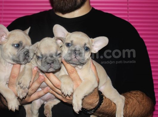 French Buldog Yavrular görsel