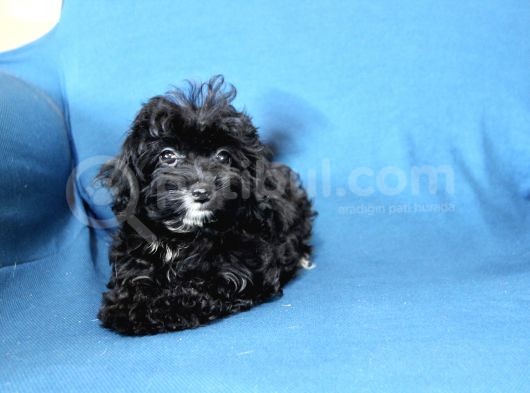 0 Numara  Kara Kızımız Maltipoo görsel