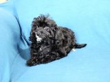 0 Numara  Kara Kızımız Maltipoo
