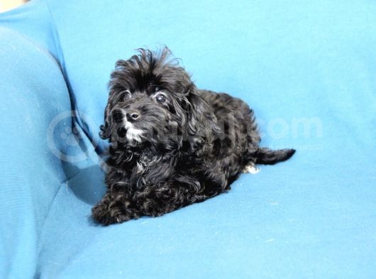 0 Numara  Kara Kızımız Maltipoo görsel