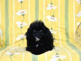 0 Numr Tuvalet Eğitimli Maltipoo Kızımız