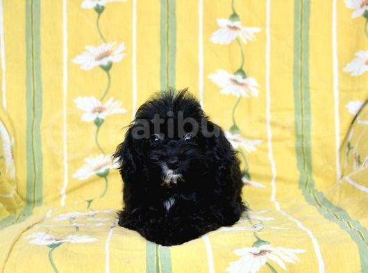 0 Numr Tuvalet Eğitimli Maltipoo Kızımız görsel