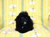 0 Numr Tuvalet Eğitimli Maltipoo Kızımız
