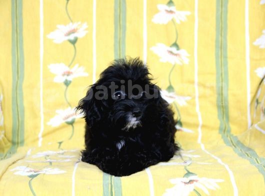 0 Numr Tuvalet Eğitimli Maltipoo Kızımız görsel