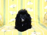 0 Numr Tuvalet Eğitimli Maltipoo Kızımız