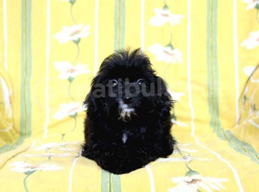 0 Numr Tuvalet Eğitimli Maltipoo Kızımız görsel