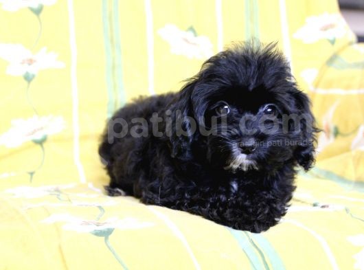 0 Numr Tuvalet Eğitimli Maltipoo Kızımız