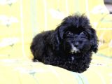 0 Numr Tuvalet Eğitimli Maltipoo Kızımız