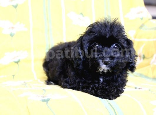 0 Numr Tuvalet Eğitimli Maltipoo Kızımız görsel