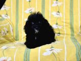 0 Numr Tuvalet Eğitimli Maltipoo Kızımız