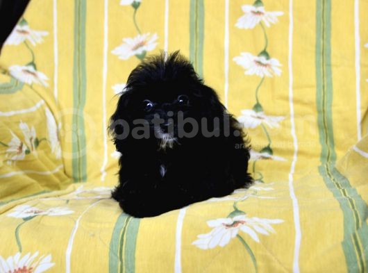 0 Numr Tuvalet Eğitimli Maltipoo Kızımız görsel