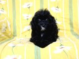 0 Numr Tuvalet Eğitimli Maltipoo Kızımız