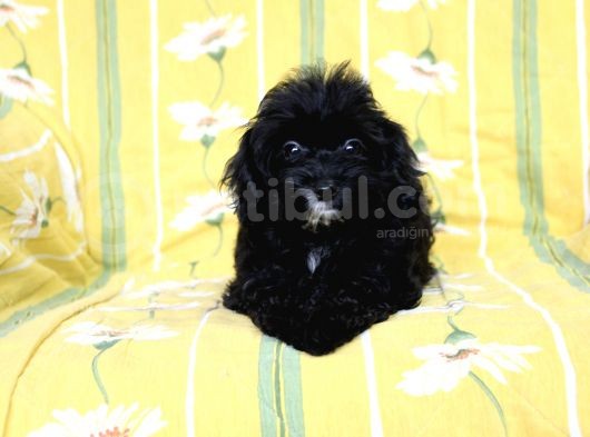 0 Numr Tuvalet Eğitimli Maltipoo Kızımız görsel