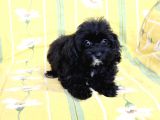 0 Numr Tuvalet Eğitimli Maltipoo Kızımız