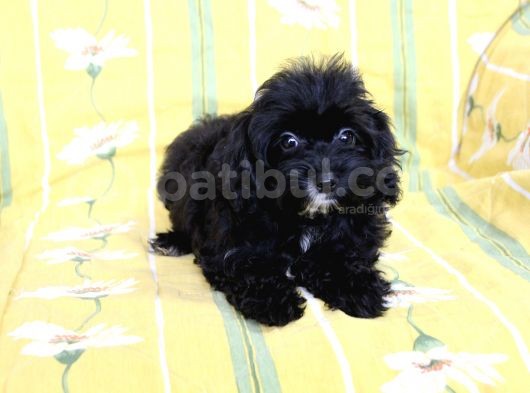 0 Numr Tuvalet Eğitimli Maltipoo Kızımız görsel