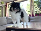 Panda Pomerani̇an Yeni̇ Ai̇lesi̇ni̇ Bekli̇yor