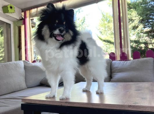 Panda Pomerani̇an Yeni̇ Ai̇lesi̇ni̇ Bekli̇yor görsel
