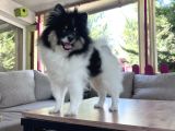 Panda Pomerani̇an Yeni̇ Ai̇lesi̇ni̇ Bekli̇yor