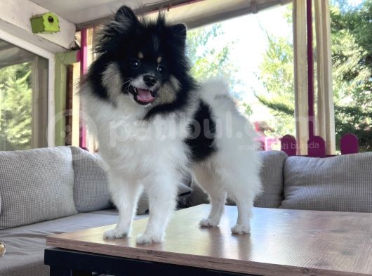 Panda Pomerani̇an Yeni̇ Ai̇lesi̇ni̇ Bekli̇yor görsel