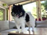 Panda Pomerani̇an Yeni̇ Ai̇lesi̇ni̇ Bekli̇yor