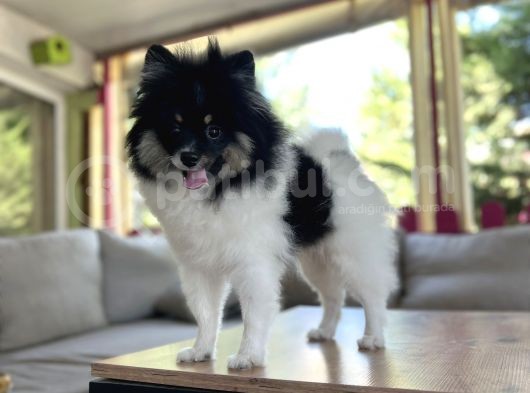 Panda Pomerani̇an Yeni̇ Ai̇lesi̇ni̇ Bekli̇yor görsel