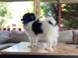 Panda Pomerani̇an Yeni̇ Ai̇lesi̇ni̇ Bekli̇yor