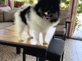 Panda Pomerani̇an Yeni̇ Ai̇lesi̇ni̇ Bekli̇yor