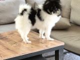 PANDA POMERANİAN YENİ AİLESİNİ BEKLİYOR