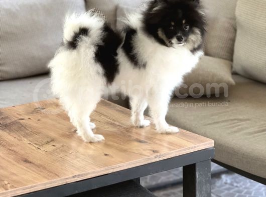 Panda Pomerani̇an Yeni̇ Ai̇lesi̇ni̇ Bekli̇yor