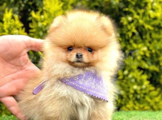 Safkan Pomeranian Boo Yavrularımız görsel
