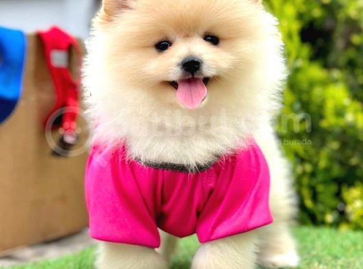 Safkan Pomeranian Boo Yavrularımız görsel