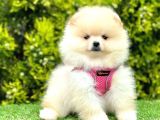 Safkan Pomeranian Boo Yavrularımız