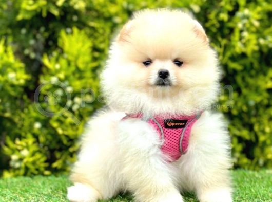Safkan Pomeranian Boo Yavrularımız görsel