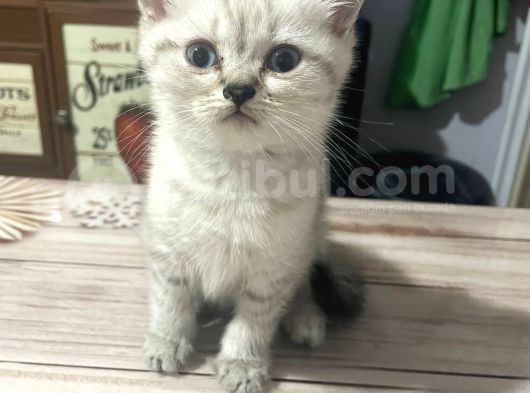 2 Aylık Di̇şi̇ British Silver Point görsel