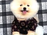 Üst Kalite Pomeranian Boo Teddy Bear